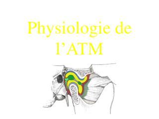 Physiologie de l’ATM