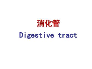 消化管 Digestive tract