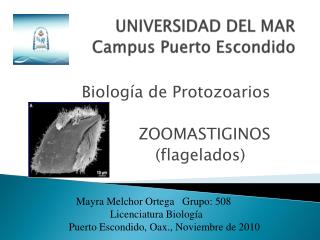 UNIVERSIDAD DEL MAR Campus Puerto Escondido