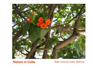 Nature in Cuba