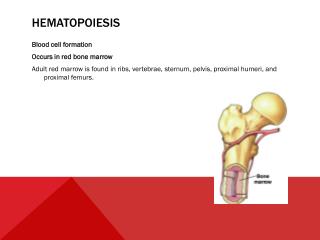 Hematopoiesis