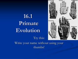 16.1 Primate Evolution