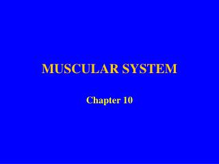 MUSCULAR SYSTEM