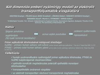 Két dimenziós emberi nyálmirigy modell az elektrolit transzportfolyamatok vizsgálatára