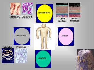 REPLICACION INTRACELULAR