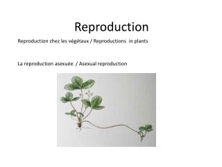 Reproduction