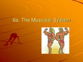 6a. The Muscular System