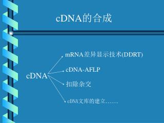 cDNA 的合成