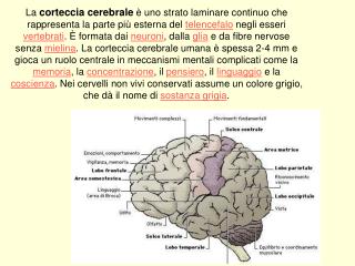 Corteccia cerebrale: funzioni