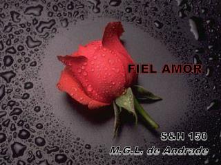 FIEL AMOR