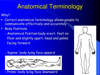 Anatomical Terminology