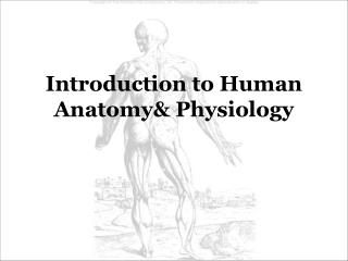 PPT - Intro to Human Anatomy & Physiology lab PowerPoint Presentation ...