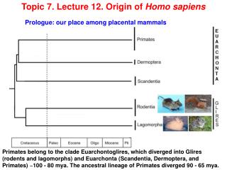 Topic 7. Lecture 12. Origin of Homo sapiens 	Prologue: our place among placental mammals