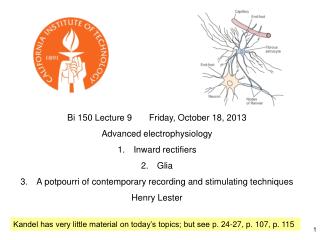 Bi 150 Lecture 9 Friday, October 18, 2013 Advanced electrophysiology Inward rectifiers Glia
