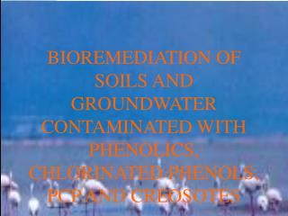 What is bioremediation?