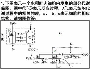 1. 下图表示一个水稻叶肉细胞内发生的部分代谢 简图。图中① ~⑤ 表示反应过程， A~L 表示细胞代 谢过程中的相关物质， a 、 b 、 c 表示细胞的相应 结构。请据图作答：