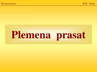 Plemena prasat 							 KSZ - Praha