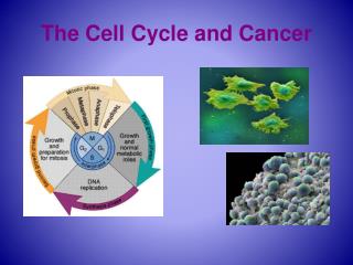 The Cell Cycle and Cancer