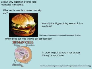Explain why digestion of large food molecules is essential.