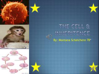 The cell &amp; inheritence