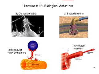 Lecture # 13: Biological Actuators
