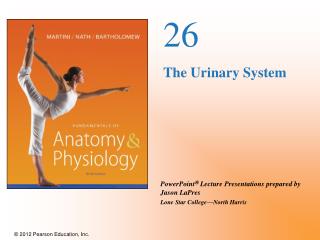 26 The Urinary System