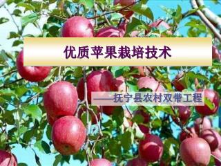优质苹果栽培技术