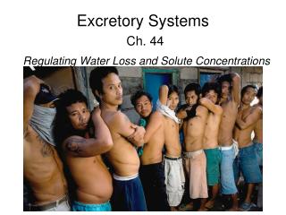 Excretory Systems Ch. 44
