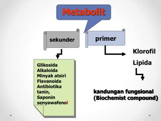 Metabolit