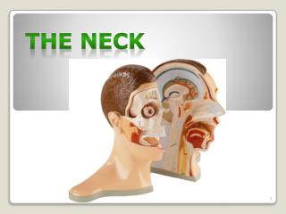 The Neck