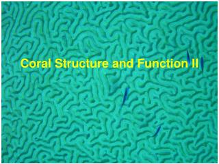 Coral Structure and Function II