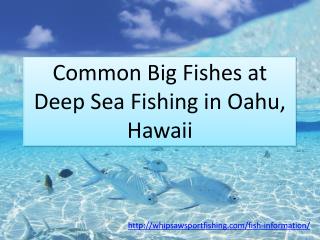 Common Big Fishes at Deep Sea Fishing in Oahu, Hawaii