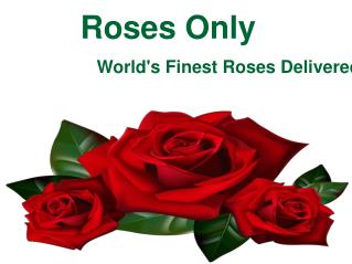 Roses Only - World's Finest Roses Delivered