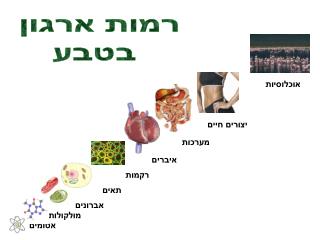 רמות ארגון בטבע