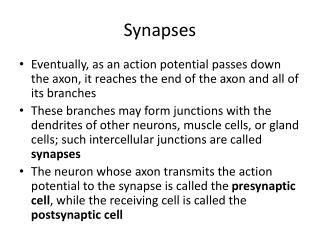 Synapses