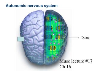 Autonomic nervous system