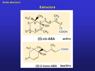 Estructura