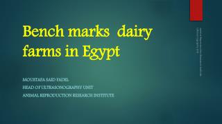 Bench marks dairy farms in Egypt