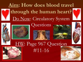 Aim : How does blood travel through the human heart?