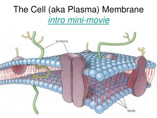 The Cell (aka Plasma) Membrane intro mini-movie