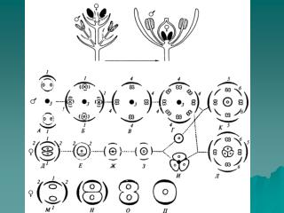 Схема происхождения цветка покрытосеменных согласно псевдантовой теории
