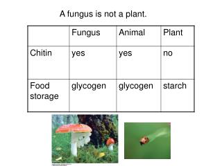 A fungus is not a plant.