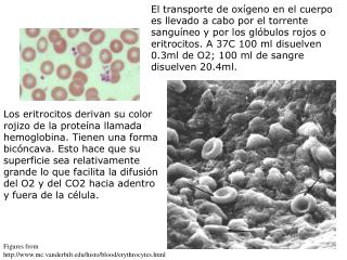 Figures from mc.vanderbilt/histo/blood/erythrocytes.html
