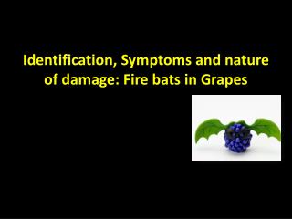 Identification, Symptoms and nature of damage: Fire bats in Grapes