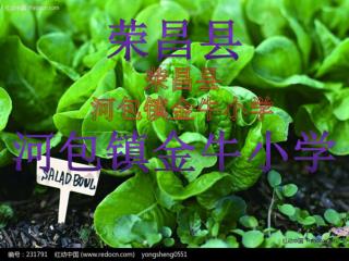 荣昌县 河包镇金牛小学