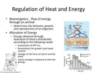 Regulation of Heat and Energy