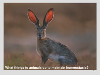 What things to animals do to maintain homeostasis?