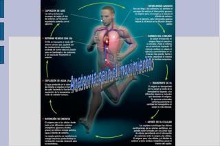 Anatomía para el movimiento