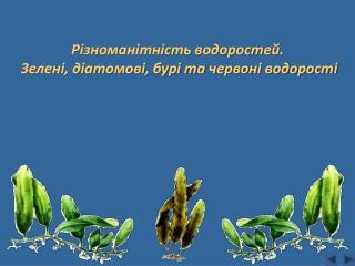 Різноманітність водоростей. Зелені, діатомові, бурі та червоні водорості