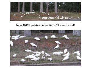 June 2012 Updates: Alma turns 22 months old!